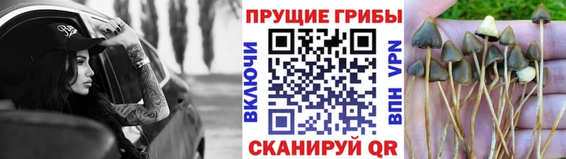 Купить где  Прокопьевск  Псилоцибиновые грибы Magic Shrooms 